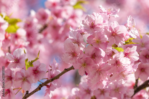 旧中川の河津桜 東京都江戸川区平井