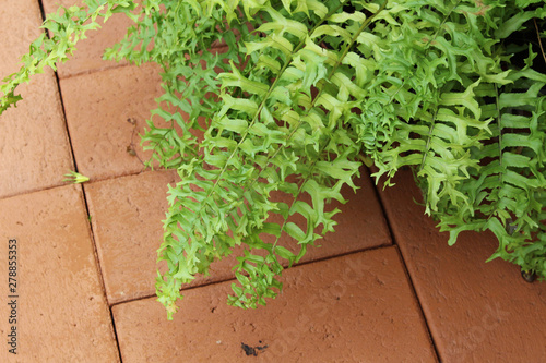 green leave fern on brown brick floor