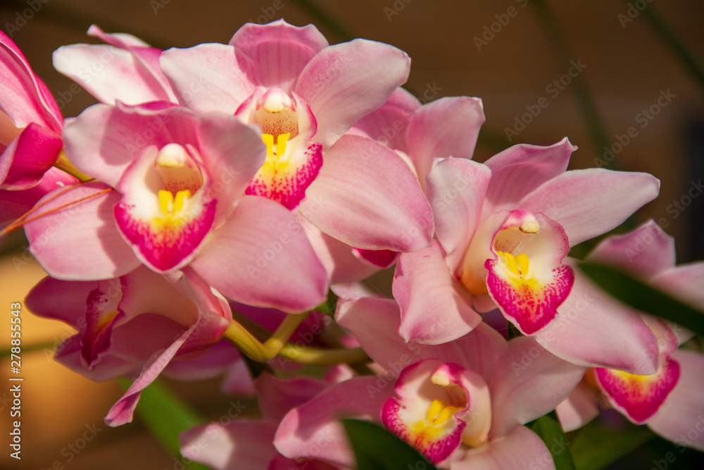 Pink Orchid flower are blooming in the garden so very beautiful. Pink Orchid flower are blooming in the garden so very beautiful.