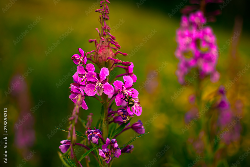 flowers flowers