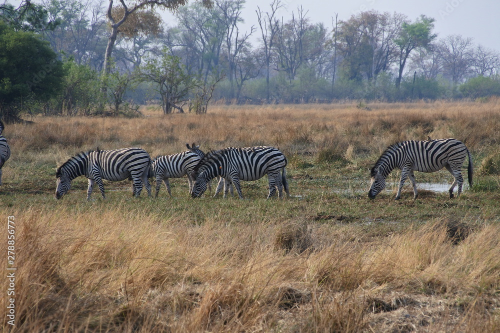 Fototapeta premium herd of zebras