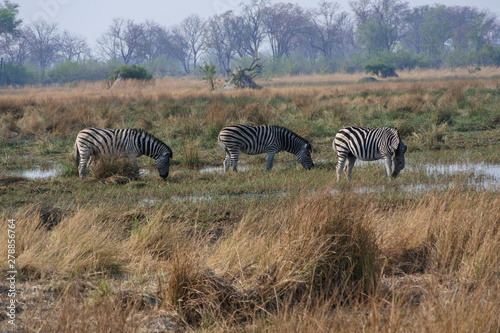 herd of zebras