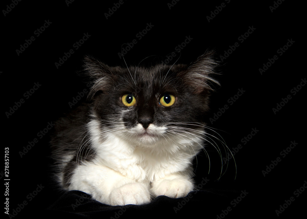 Portrait of a worried looking long haired black and white kitten looking directly at viewer, black background.