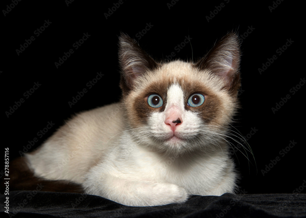 Portrait of a seal point siamese kitten looking directly at viewer, black background with copy space. Portrait of a seal point siamese kitten looking directly at viewer, black background with copy space.
