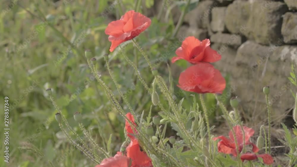 Red poppies growing. wild near stone wall Red poppies growing. wild near stone wall