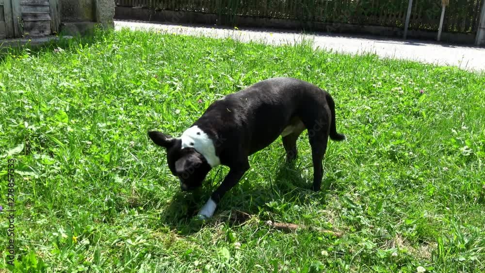 Sideways moving shot of a Staffordshire bullterrier playing with a stick and ripping out grass. Sideways moving shot of a Staffordshire bullterrier playing with a stick and ripping out grass.