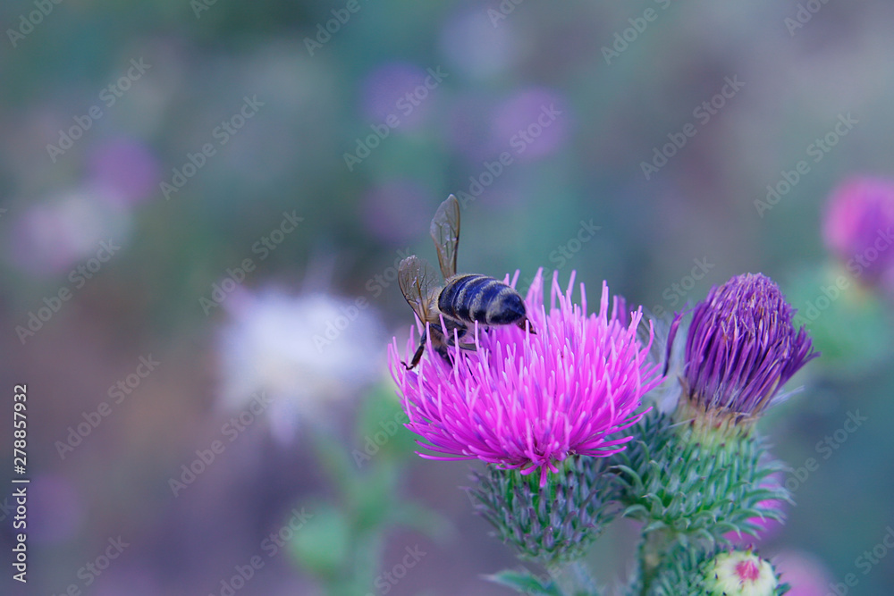 wild wildflowers in the meadow. wild wildflowers in the meadow.