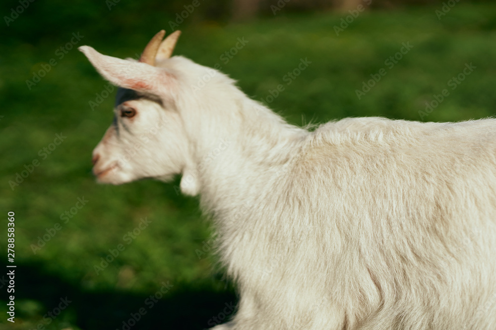 Fototapeta premium portrait of a goat