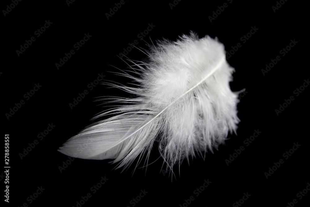 single white feather isolated on black background.