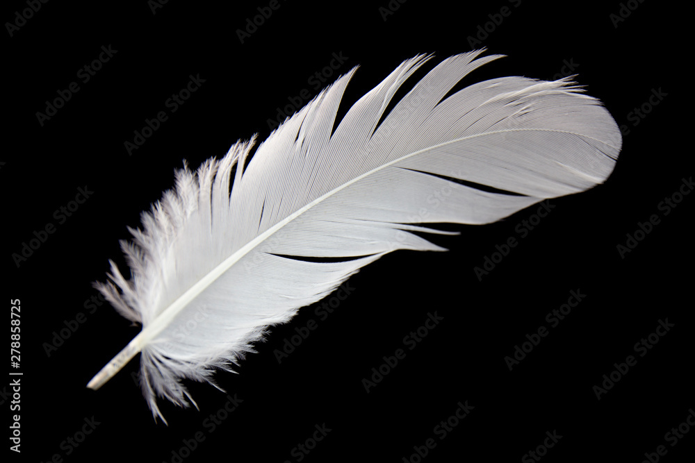 single white feather isolated on black background. single white feather isolated on black background.