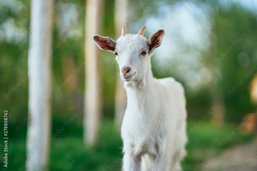 goat on green grass