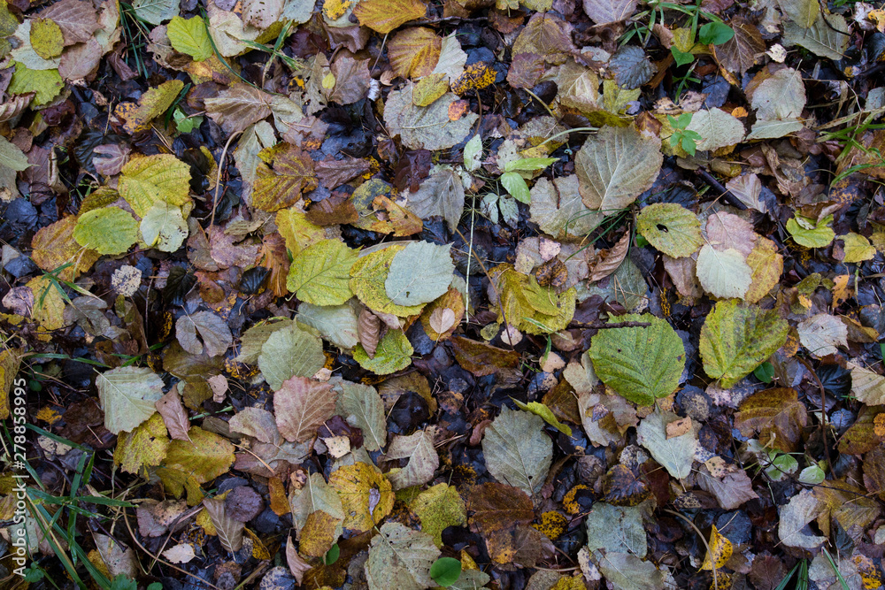 Autumn day in the city Park, the leaves on the lawn.