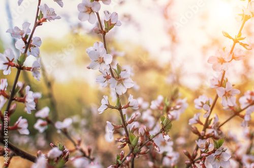 cherry blossoms with white flowers