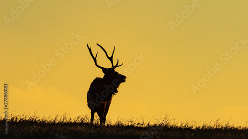 silhouette of a elk 