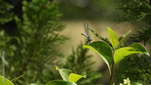 slow motion dragonfly launching off leaf on a beautiful sunny day. photo