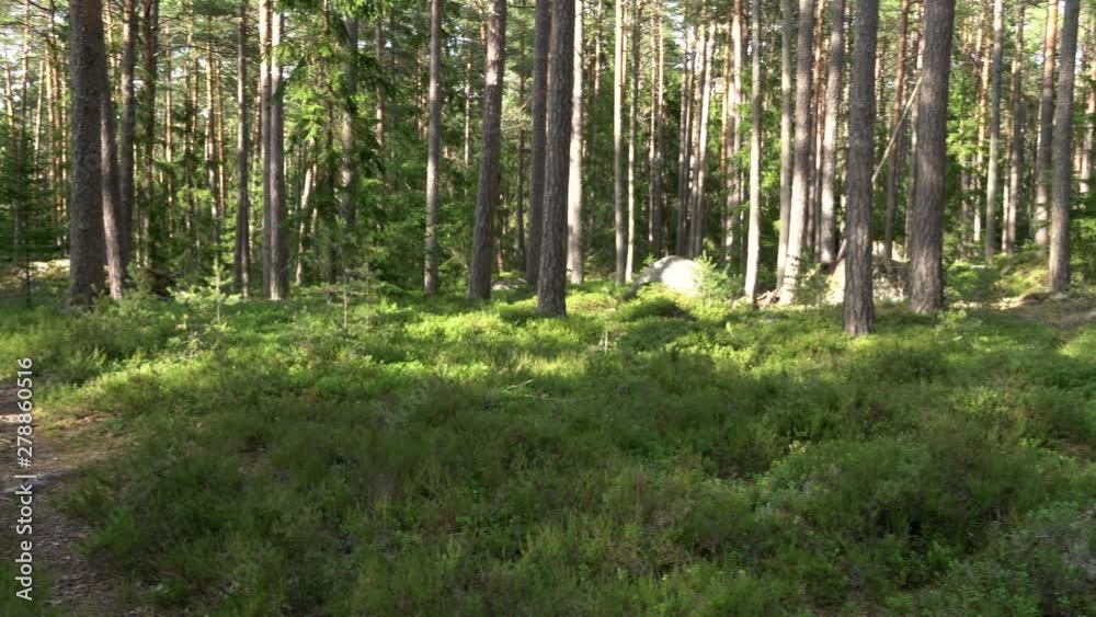 Ancient mixed forest. Blueberries and stone sowing boulders. Panoramic move to right. Ancient mixed forest. Blueberries and stone sowing boulders. Panoramic move to right.