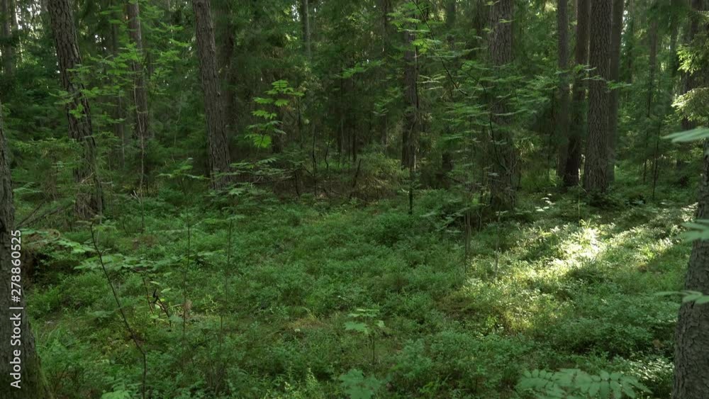 Ancient mixed forest. Woodland with blueberries and brushes. Tilt up. Ancient mixed forest. Woodland with blueberries and brushes. Tilt up.