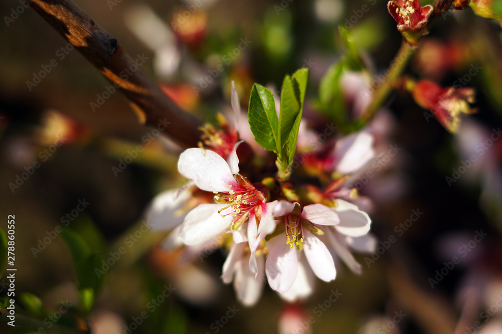 Closeup wooden almond tree twig with pink blooms in garden on hills on blurred background Closeup wooden almond tree twig with pink blooms in garden on hills on blurred background