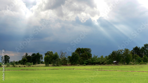 Beautiful light beams over a lush green rice field