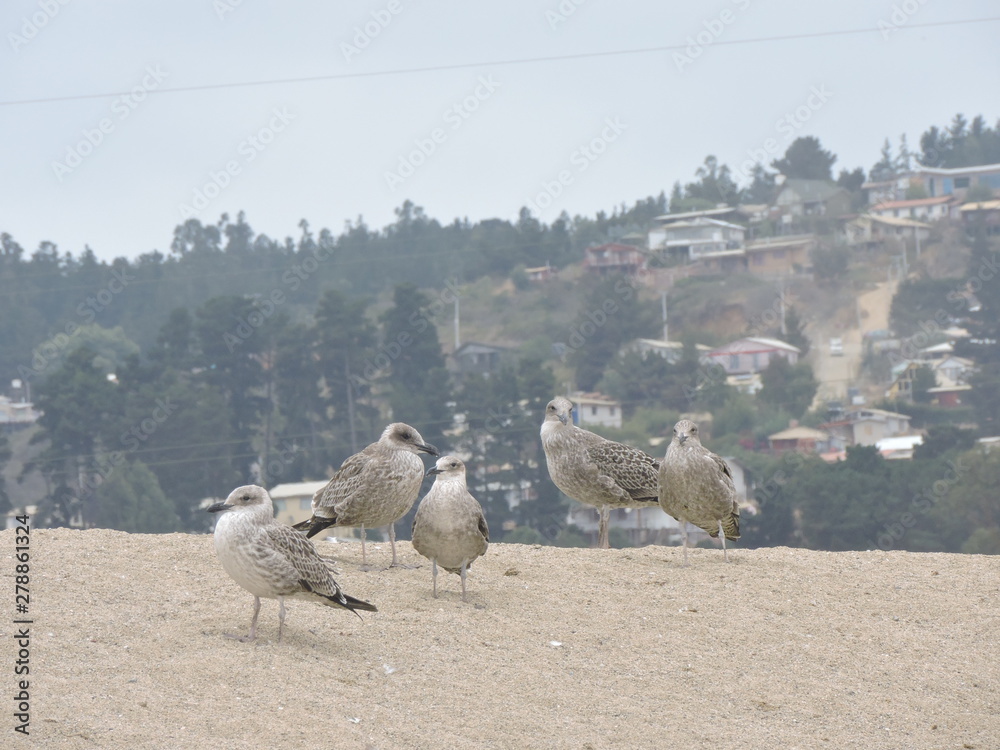 Obraz premium gaviotas playa