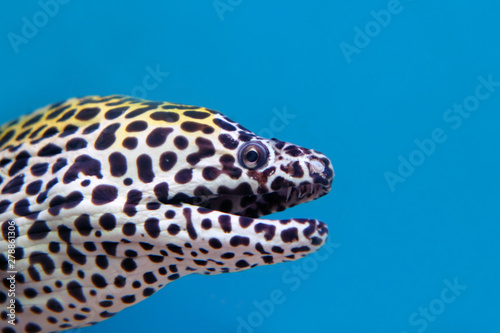 Fototapeta Naklejka Na Ścianę i Meble -  Head part side view of Enchelycore pardalis, AKA Leopard Moray Eel or Dragon Moray, swimming with opening mouth and threatening on blue background