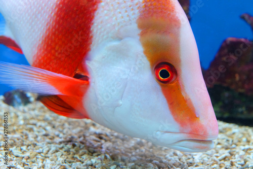 Head of Lutjanus Sebas, AKA Emperor Red Snapper fish, swimming at bottom level in aquarium photo