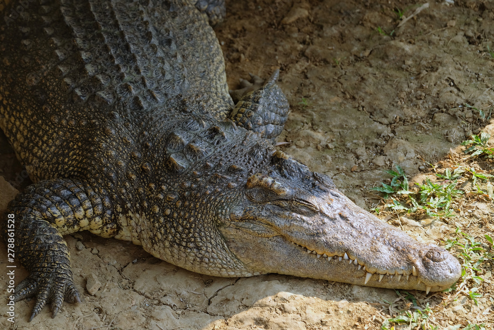 Fototapeta premium Head of alive chrocodile laying on the ground and having sunbathe