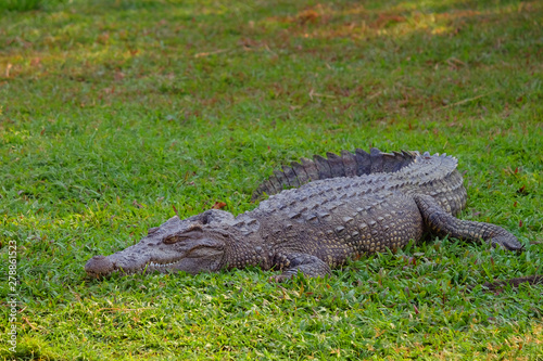 Big alive crocodile having sunbathe on fresh green grass © Mongkol
