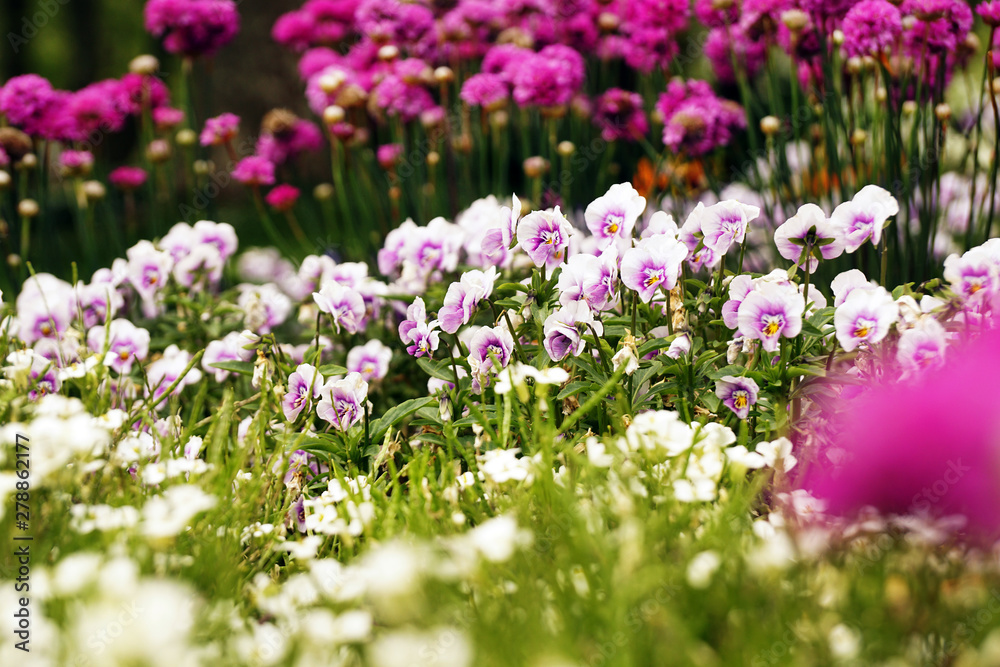Assorted beautiful flowers growing on green flowerbed in calm park on spring day Assorted beautiful flowers growing on green flowerbed in calm park on spring day