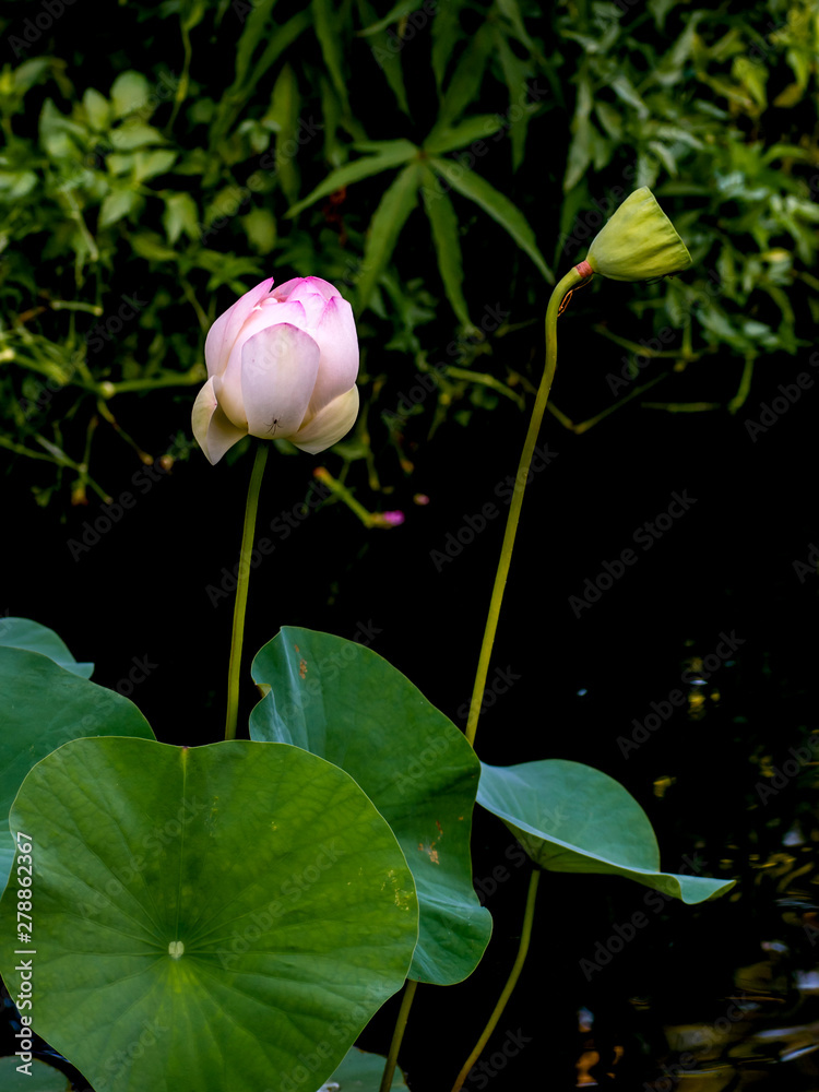Pink lotus flowers / buds / roots among leaves Pink lotus flowers / buds / roots among leaves