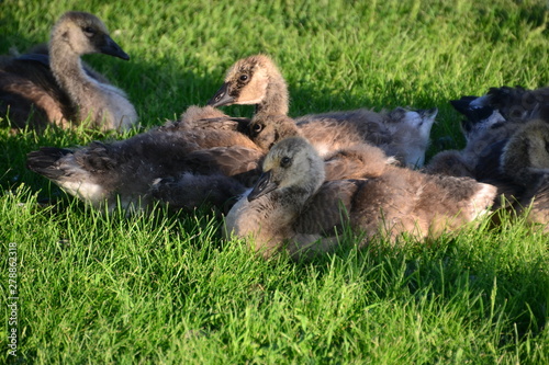 Canadian Goslings on the Grass © RiMa Photography