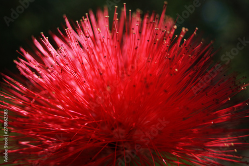 Closeup exotic flower with vivid red spikes growing in tropical park photo