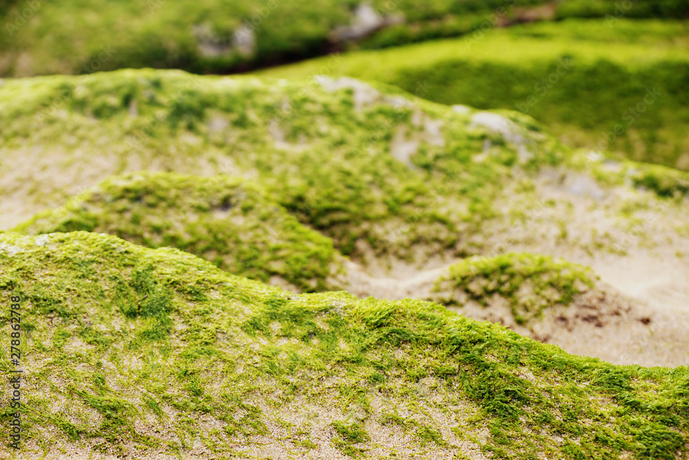 Beautiful stony hill covered with moss Beautiful stony hill covered with moss
