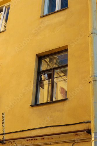 curious cat in window in an old house