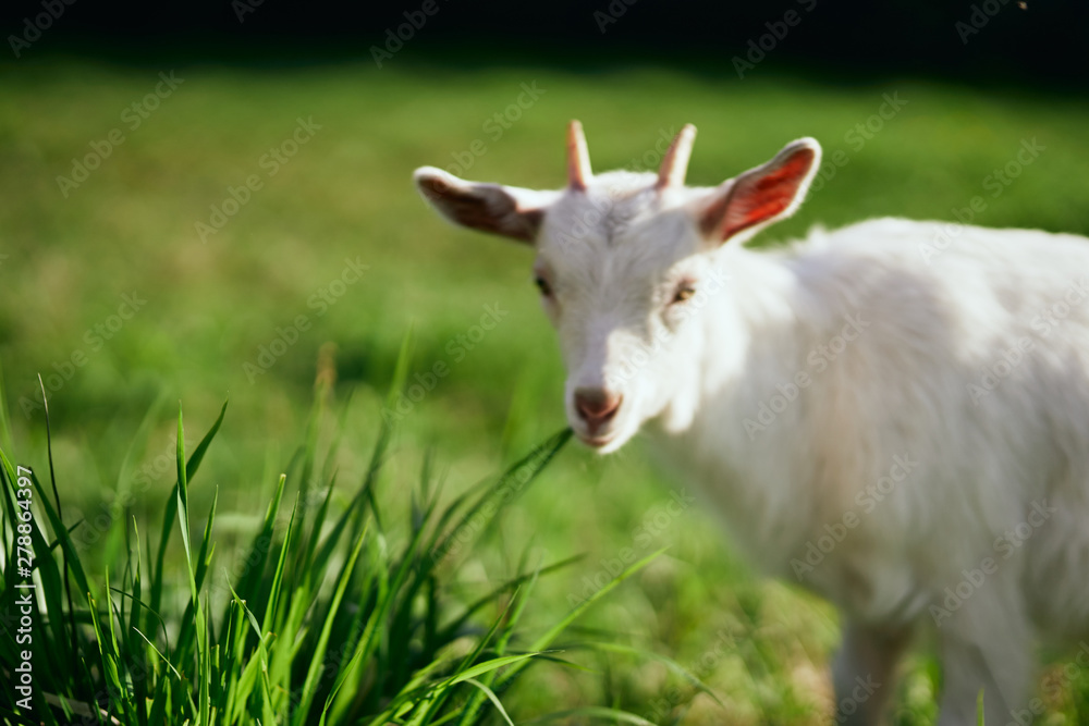 goat on a meadow goat on a meadow