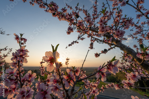 cherry blossom in spring photo