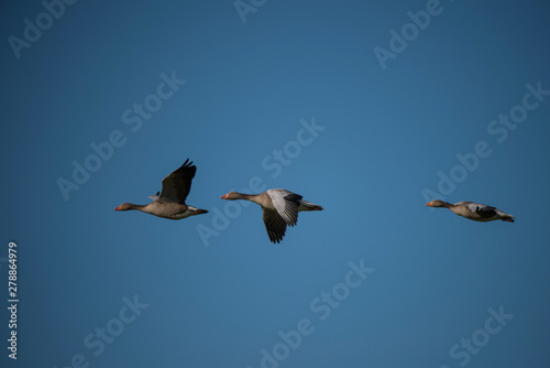 Greylag goose flying in the evening sunlight in the bird protection area Hjälstaviken close to Stockholm © Hans Baath