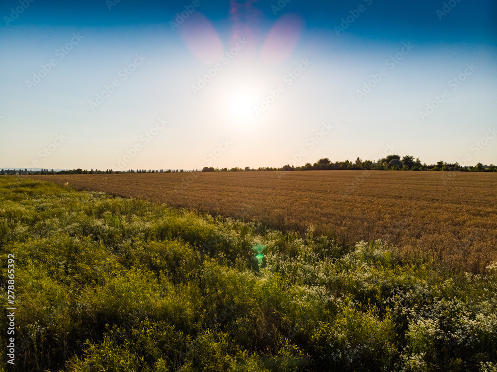Obraz premium wheat field in the sunset