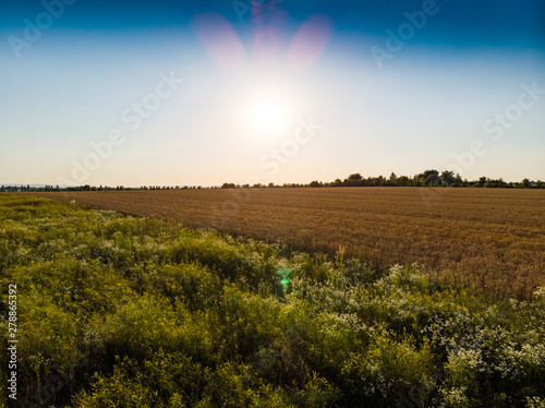 Fototapeta Naklejka Na Ścianę i Meble -  wheat field in the sunset