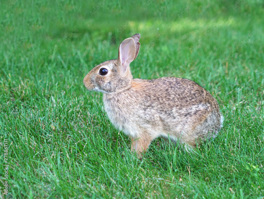 close up on wild rabbit on the lawn close up on wild rabbit on the lawn