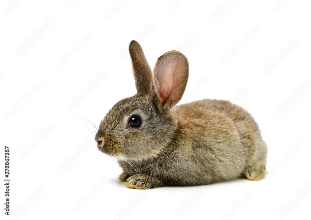rabbit on a white background 