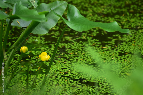 黄色いコウホネの花 photo