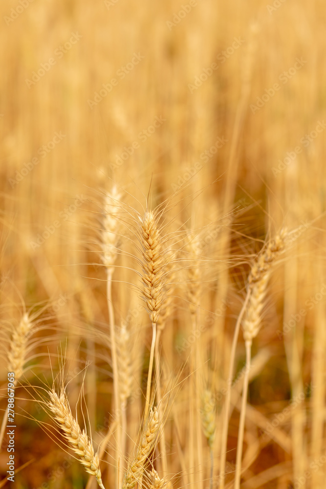Wheat crop field. Ears of golden wheat close up. Ripening ears of wheat field background. Rich harvest Concept. Wheat crop field. Ears of golden wheat close up. Ripening ears of wheat field background. Rich harvest Concept.