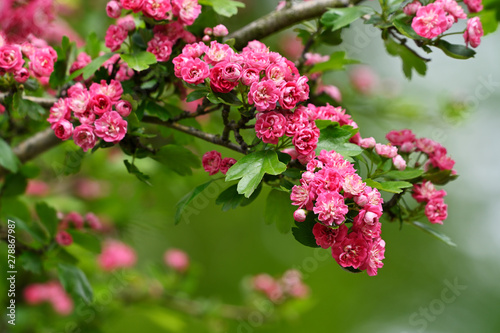 Pink ornamental hawthorn flowers outside on a branch.