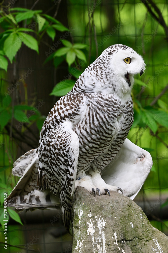 Female snowy owl with open beak. Female snowy owl with open beak.