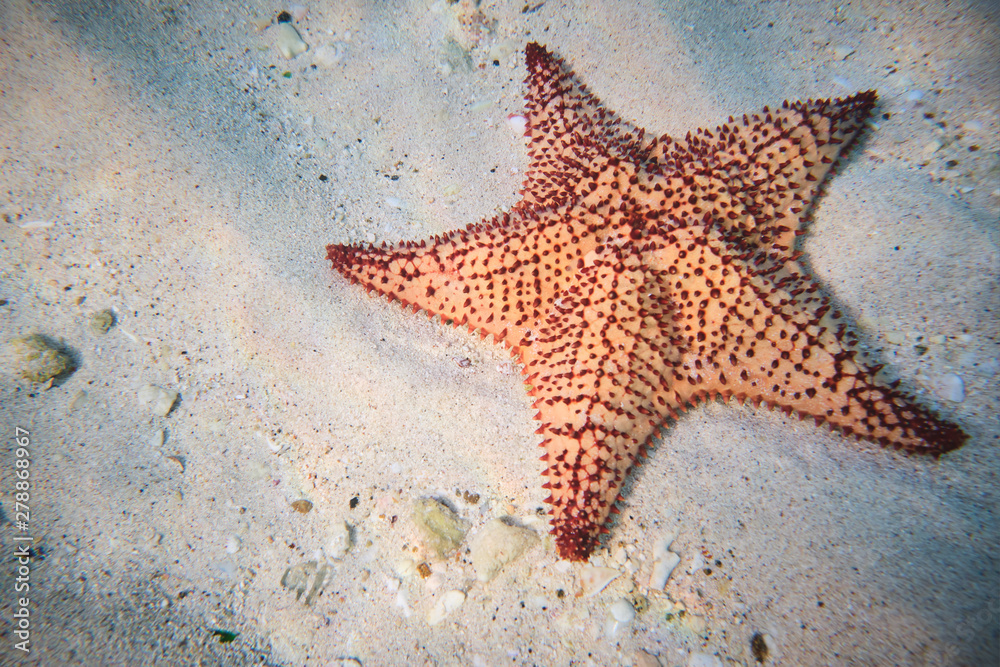 Red bubble starfish on sandy depth under clear water Red bubble starfish on sandy depth under clear water