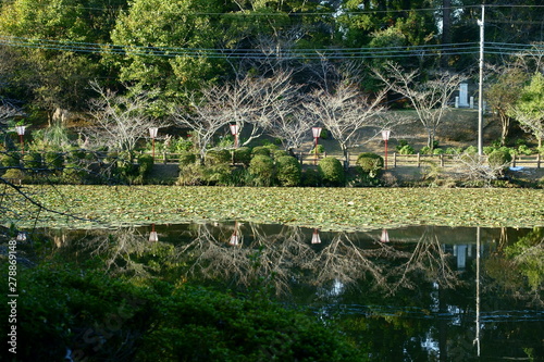 landscape with river and trees
