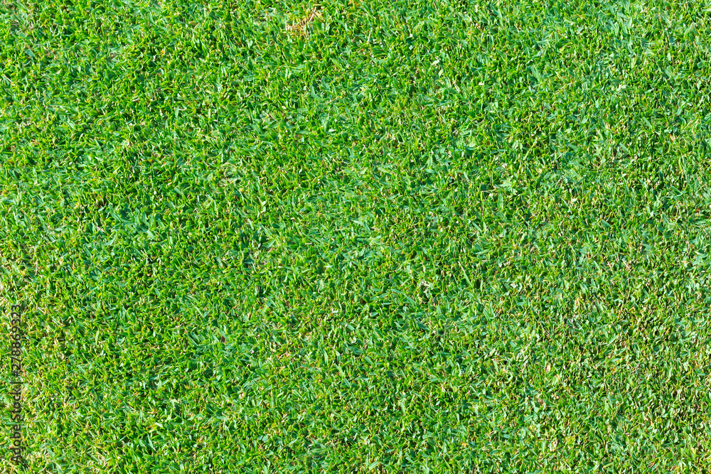 Fototapeta premium Background and texture of Beautiful green grass pattern from golf course