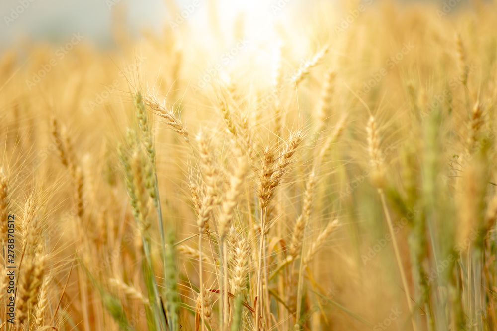 Wheat crop field. Ears of golden wheat close up. Ripening ears of wheat field background. Rich harvest Concept. Wheat crop field. Ears of golden wheat close up. Ripening ears of wheat field background. Rich harvest Concept.