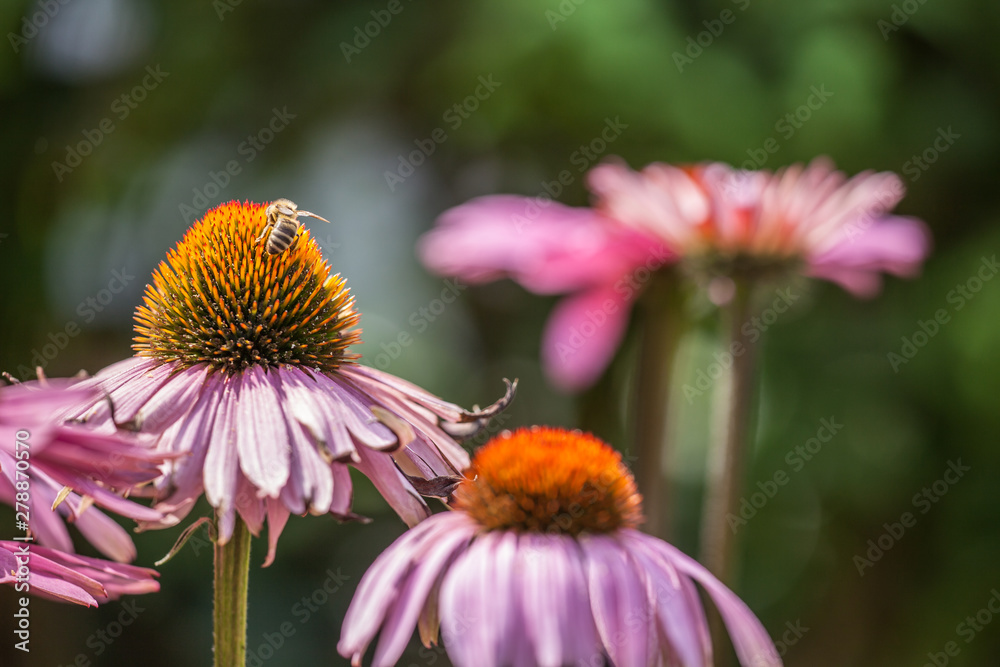 Fototapeta premium Kwiaty jeżówki (echinacea) w kolorze różowym, żółtym i pomarańczowym